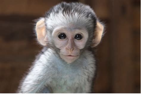 Vervet Monkey Foundation Pasa