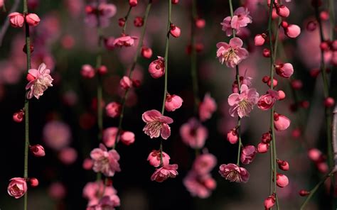 We did not find results for: Japanese Cherry Blossom Wallpapers - Top Free Japanese ...