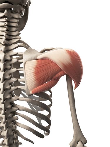 Bodyman Deltoid in 3d Covering the rotator cuff | John The Bodyman