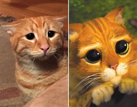 Meet Marty The Cat Who Pulls A Sad Face To Get His Own Way Just Like