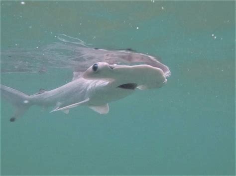 Here Is A Critically Endangered Baby Scalloped Hammerhead Shark The