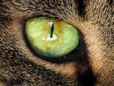 Follow the cat's eye pub. https://www.google.com/search?tbm=isch | Eyes Animals ...