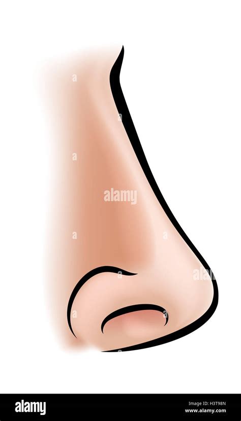An Illustration Of A Human Nose Body Part Stock Photo Alamy