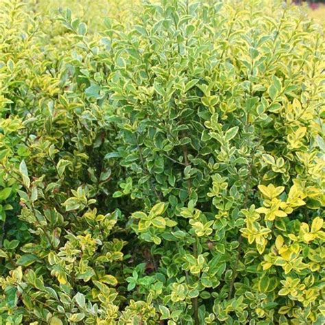 Golden Privet Ligustrum Ovalifolium Aureum Hedge Close Up Hedges