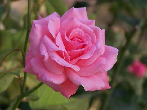 Flower Rose Pink Free Photo On Pixabay