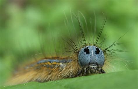 Spaß für drinnen und draußen! Seid ihr alle da? Foto & Bild | tiere, wildlife, insekten ...