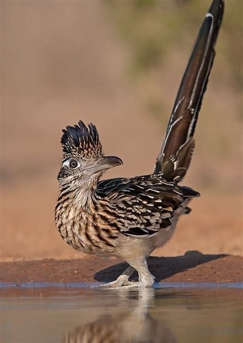 The Roadrunner - 7 Amazing Animal Adaptations for Life in the…