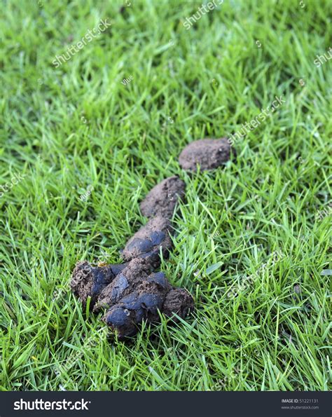 A Closeup Of Dog Poop On A Green Grass Lawn Yard Stock Photo 51221131