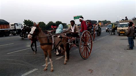 Jaipur Horse Cart Racing Video On Highway 2018 Youtube