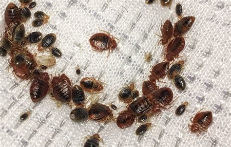 Bed Bug Treatment Removal Greenville Spartanburg Anderson Columbia Charleston Charlotte