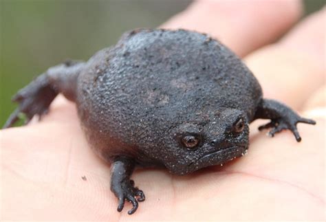 Black Rain Frog Facts And Pictures