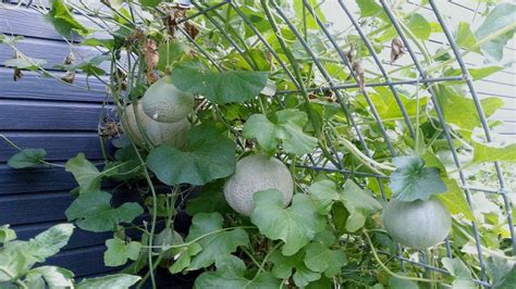 How To Grow Planting And Harvesting Cantaloupe Melons Vertically