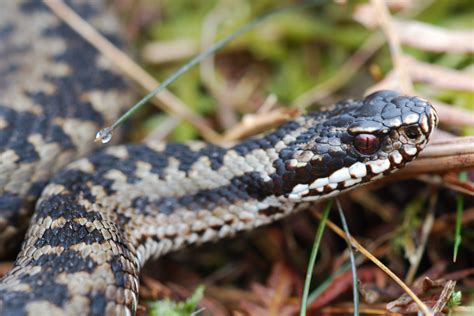 Yorkshire Field Herping And Wildlife Photography Hardy Adders Defy The