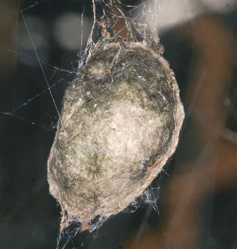 Spider Egg Sac Cyrtophora Citricola Bugguidenet