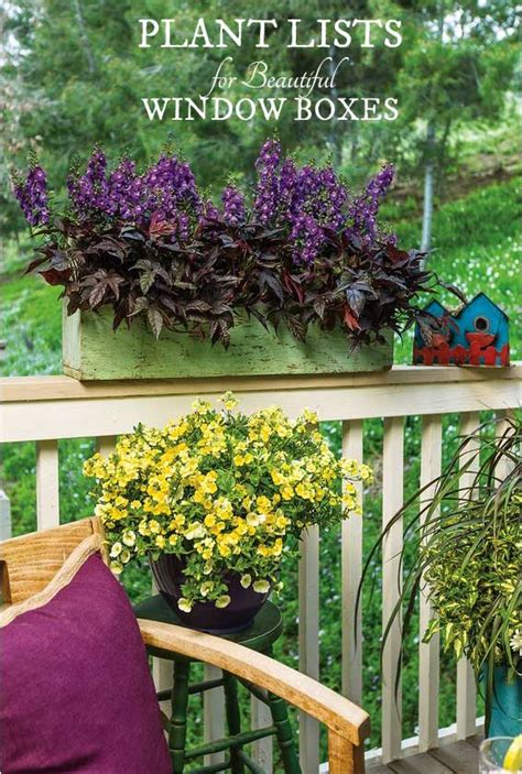 3 Plant Lists For Gorgeous Window Box Combinations