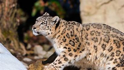 Leopard Snow 1080p Wallpapers Sit Amber Leopards