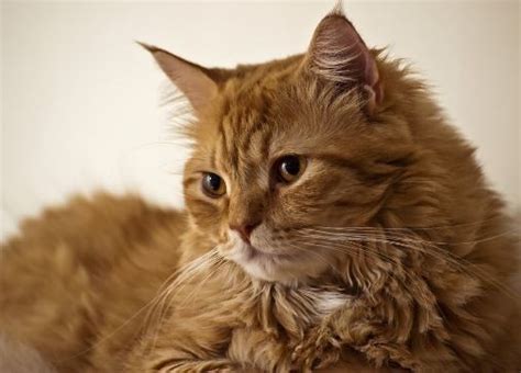 Sama dengan kucing warna lainnya, kucing hitam juga tak kalah. 10 Gambar Kucing Anggora Lucu Terbaru - Kucing.co.id
