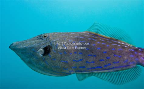 Florida Keys Marine Life Filefish Alicia Earle Renner