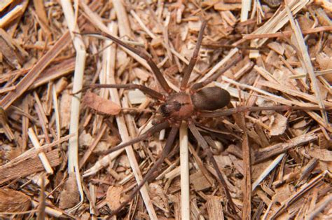 Recluse Spider Control Services In Utah Thorn