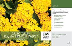 Lantana Luscious Royale Lemon Tart X Variety Benchcard Proven Winners