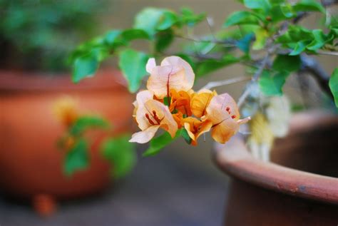 Bougainvillea plants make an excellent addition to any garden because of their colorful flowers. Bougainvillea Container Care - How To Grow Bougainvillea ...