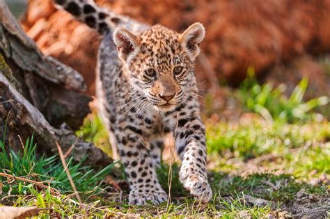 Mayra Exploring The Enclosure In 2021 Jaguar Animal Animals Animal