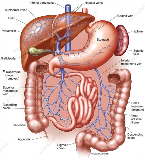 The liver has structural characteristics that are not found in any other internal organ of the human body. Hepatic Portal System (labelled), illustration - Stock ...