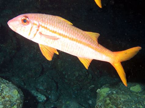 Yellowfin Goatfish Mulloidichthys Vanicolensis Big Island Hawaii
