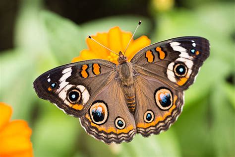 610 Common Buckeye Butterfly Photos Stock Photos Pictures And Royalty