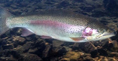 Trout Rainbow Freshwater Fishing Boatiesnz