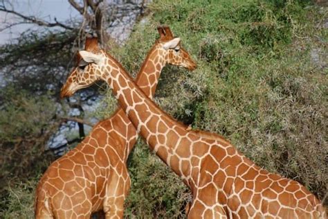Why Do Giraffes Have Long Necks 3 Theories