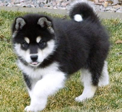 Find alaskan malamute in canada | visit kijiji classifieds to buy, sell, or trade almost anything! WOOLLY GIANT ALASKAN MALAMUTE PUPPIES for Sale in Phelan ...