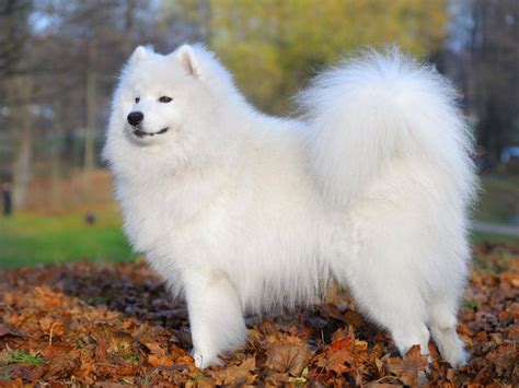 Teacup Miniature Samoyed Everything You Need To Know