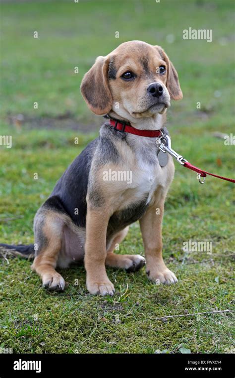 Young Beagle Pug Mongrel Puggle´ Stock Photo Alamy