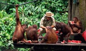 The sepilok orang utan sanctuary is located on sabah island in the eastern part of malaysia. Meeting orangutans in Borneo | Travel | The Guardian