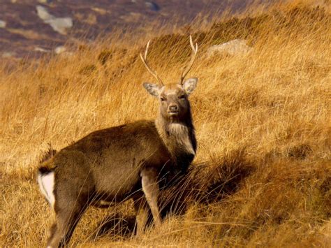 Sika Deer In Ireland Roaringwater Journal
