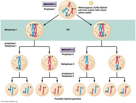 Dibujo20150606 Sexual Reproduction Meiosis Genetic Diversity Source Pearson Education La