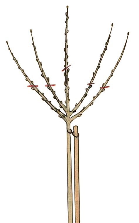 Taille simplifiée du cerisier parasol. La taille de formation des fruitiers « haute-tige ...