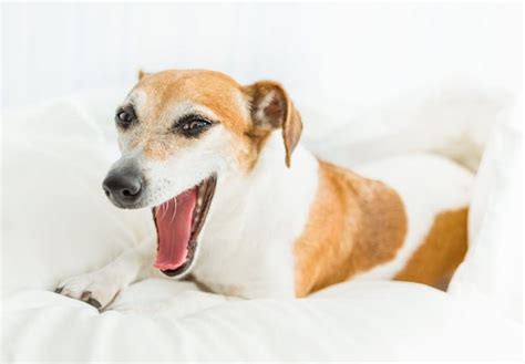 Kennel Cough In Dogs Symptoms Treatment And Prevention