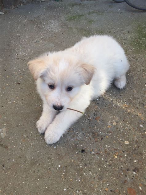 Five males and two females. pure white German shepherd puppies. 1 MALE LEFT. | Edgware ...