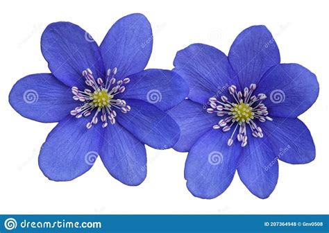 Blue Spring Flowers Hepatica Nobilis Close Up View Stock Photo Image