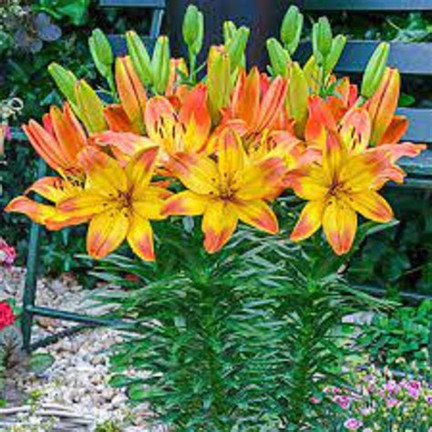 Happy Memories Dwarfpotting Asiatic Lilium Tulips With A Difference