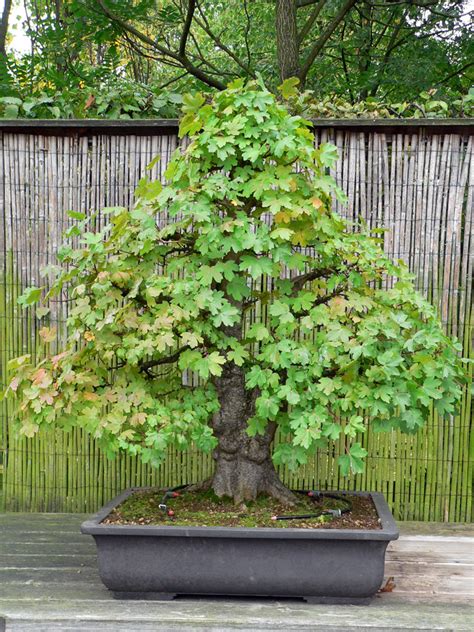 Address, phone number, chinesische garten reviews: Gablenberger-Klaus-Blog » Blog Archive » China Garten ...