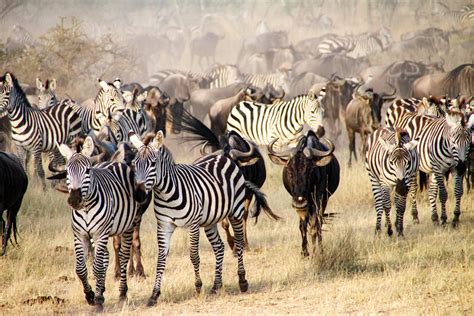 Best Great Migration Safari In Africa Wildebeest Migration Guide