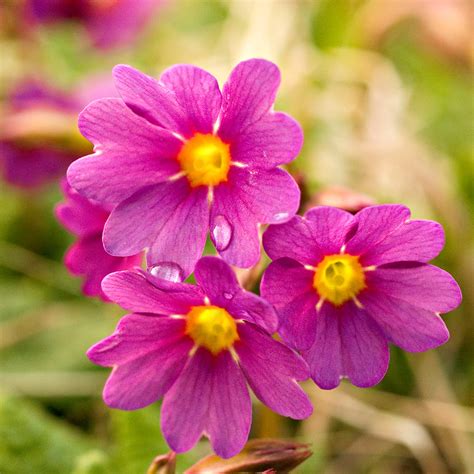 Macro Photo Of Pink Primula Flowers With Water Drops Photos From