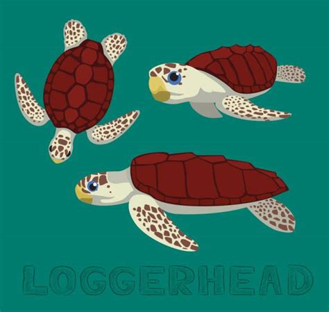 Cartoon Of Loggerhead Turtle Illustrations Royalty Free Vector