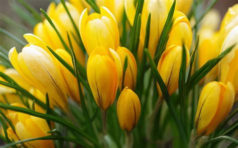 Wallpaper Crocus Yellow Flower Hd Widescreen High Definition
