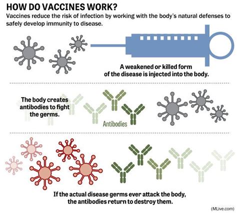 The pertussis polio vaccine was implemented in the 1940's and 50's and many believed it to be the cause of the decrease in polio cases, including the reason behind why we do once you understand how a trick works, the magic disappears. How do vaccinations work? The science of immunizations ...