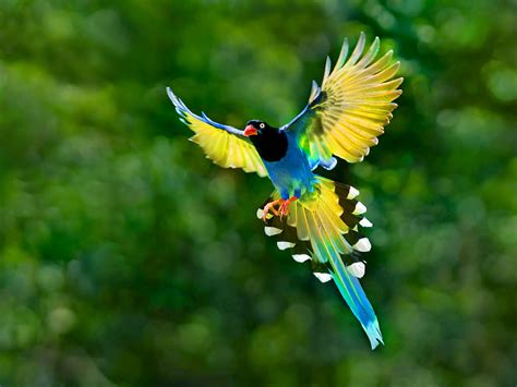 Colorful Toucan Bird Flying Spread Wings Tail Hd Desktop