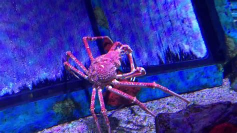 Turn those stones in the right order and i think we'll find. Cangrejo araña en SeaWorld - YouTube